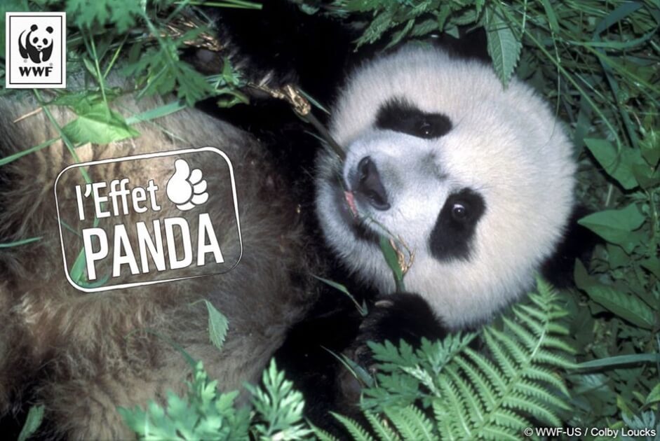 l'Effet Panda - WWF